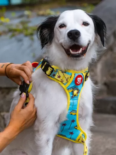 Cão branco com peitoral azul tropical e amarelo, sendo ajustado por mãos humanas ao ar livre