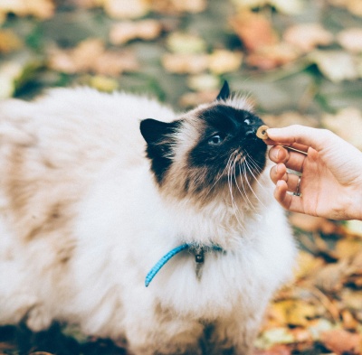 Gato com pelagem branca e manchas escuras e coleira azul cheira petisco ao ar livre entre folhas