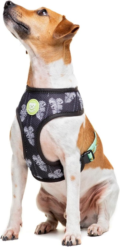 Cão com peitoral preto com padrão de folhas brancas e emblema verde