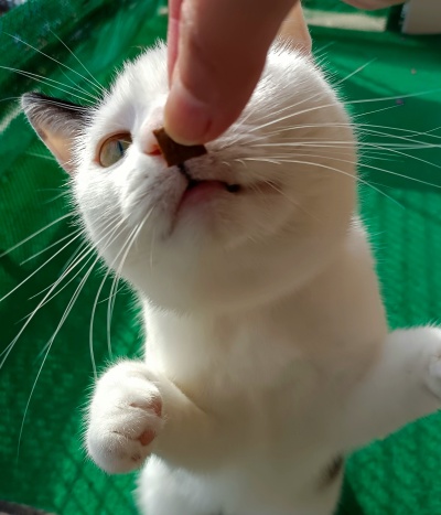 Gato branco com orelhas castanho-escuras recebe petisco de mão humana com fundo verde.