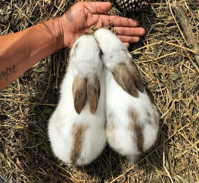 Dois coelhos brancos com manchas castanhas sobre palha ao lado de mão com tatuagem