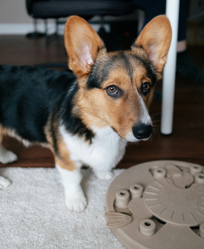 Cão Corgi castanho e preto junto a tapete branco e brinquedo redondo castanho claro
