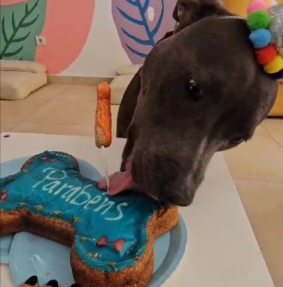 Bolo forma de osso azul com texto 'Parabéns' e cão a lamber o bolo