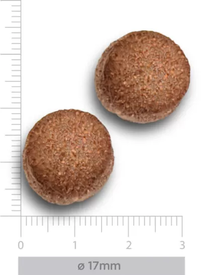 Dois comprimidos redondos castanhos de 17mm de diâmetro com textura rugosa