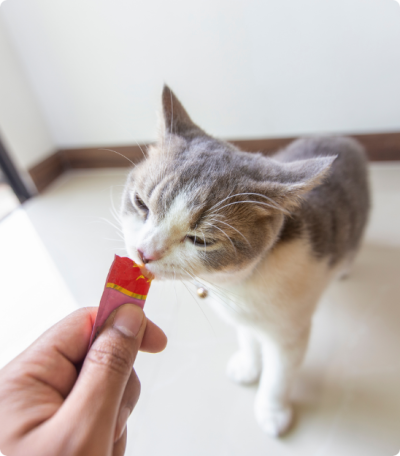Gato cinza e branco a ser alimentado da mão com embalagem vermelha e amarela
