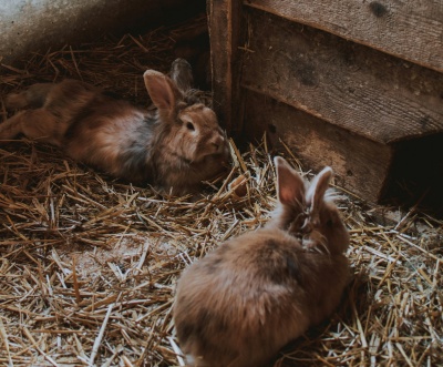 Dois coelhos marrons em cama de palha num abrigo de madeira