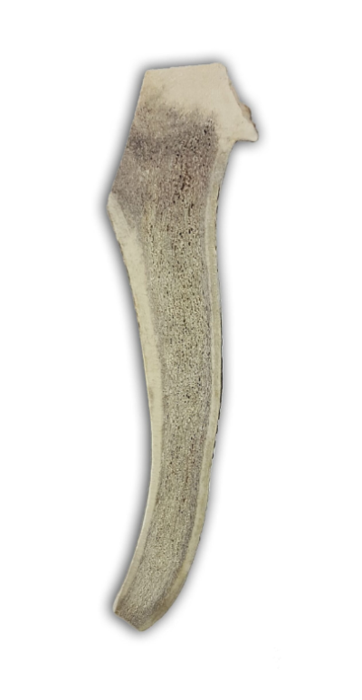 Osso natural curvo bege e acinzentado sobre fundo branco