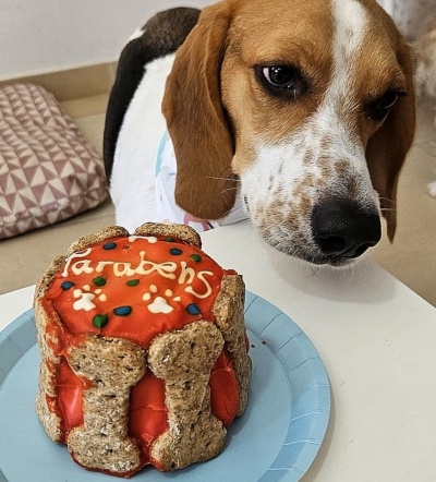 Cão a olhar para um bolo vermelho decorado com biscoitos em forma de ossos sobre um prato azul claro.