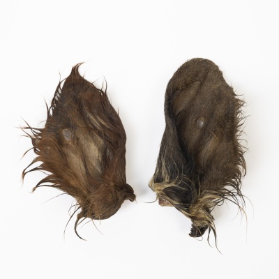 Par de orelhas de animal com pêlo castanho e preto úmido