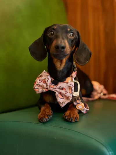 Cão Dachshund com coleira e gravata borboleta rosa sentado em sofá verde