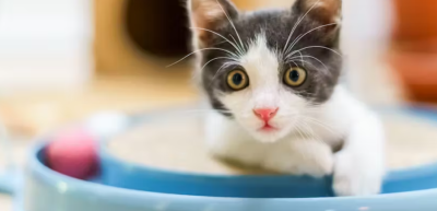 Gatinho preto e branco a brincar com um brinquedo azul circular