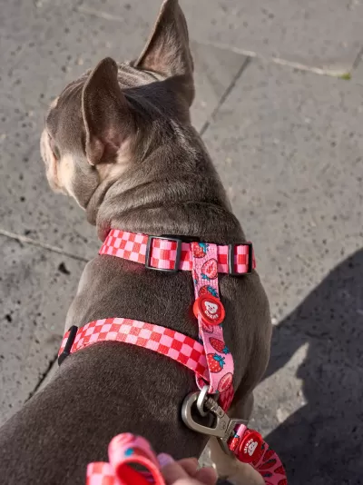 Coleira e peitoral para cão com padrão quadriculado rosa e branco e desenhos coloridos numa superfície exterior cinzenta