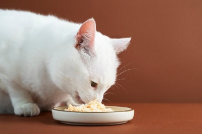 Gato branco a comer comida húmida numa tigela branca com rebordo castanho.