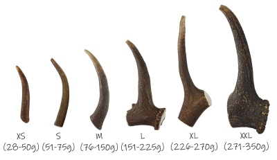 Conjunto de seis galhadas de veado de diferentes tamanhos e pesos sobre fundo branco.