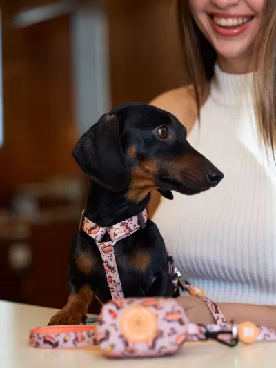Cão Dachshund com arnês e trela rosa com desenhos, ao lado de mulher com camisola branca.