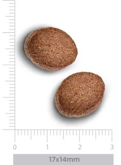 Dois comprimidos ovais castanhos com textura rugosa e régua para escala