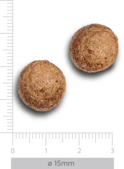 Dois croquetes castanhos sobre fundo branco com régua de 15 mm