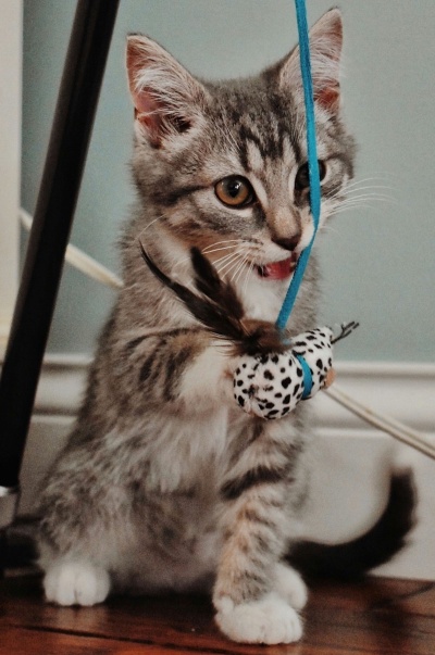 Gato a brincar com brinquedo pendurado azul e bola branca com pontos pretos
