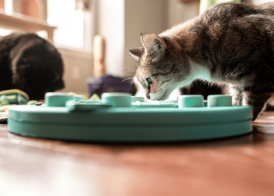 Dois gatos perto de brinquedo interativo verde-água para gatos em chão de madeira