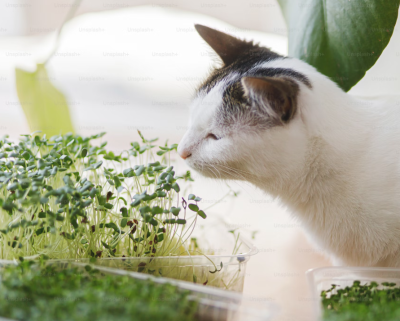 Gato cheirando microgreens em bandejas transparentes num ambiente interior