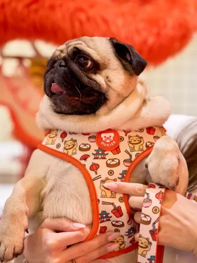 Colete e trela para cão com padrão colorido e bordas laranja