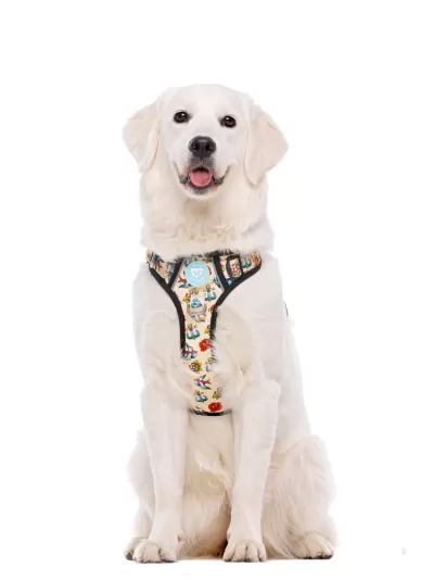 Cão branco com peitoral tecido colorido e etiqueta azul clara