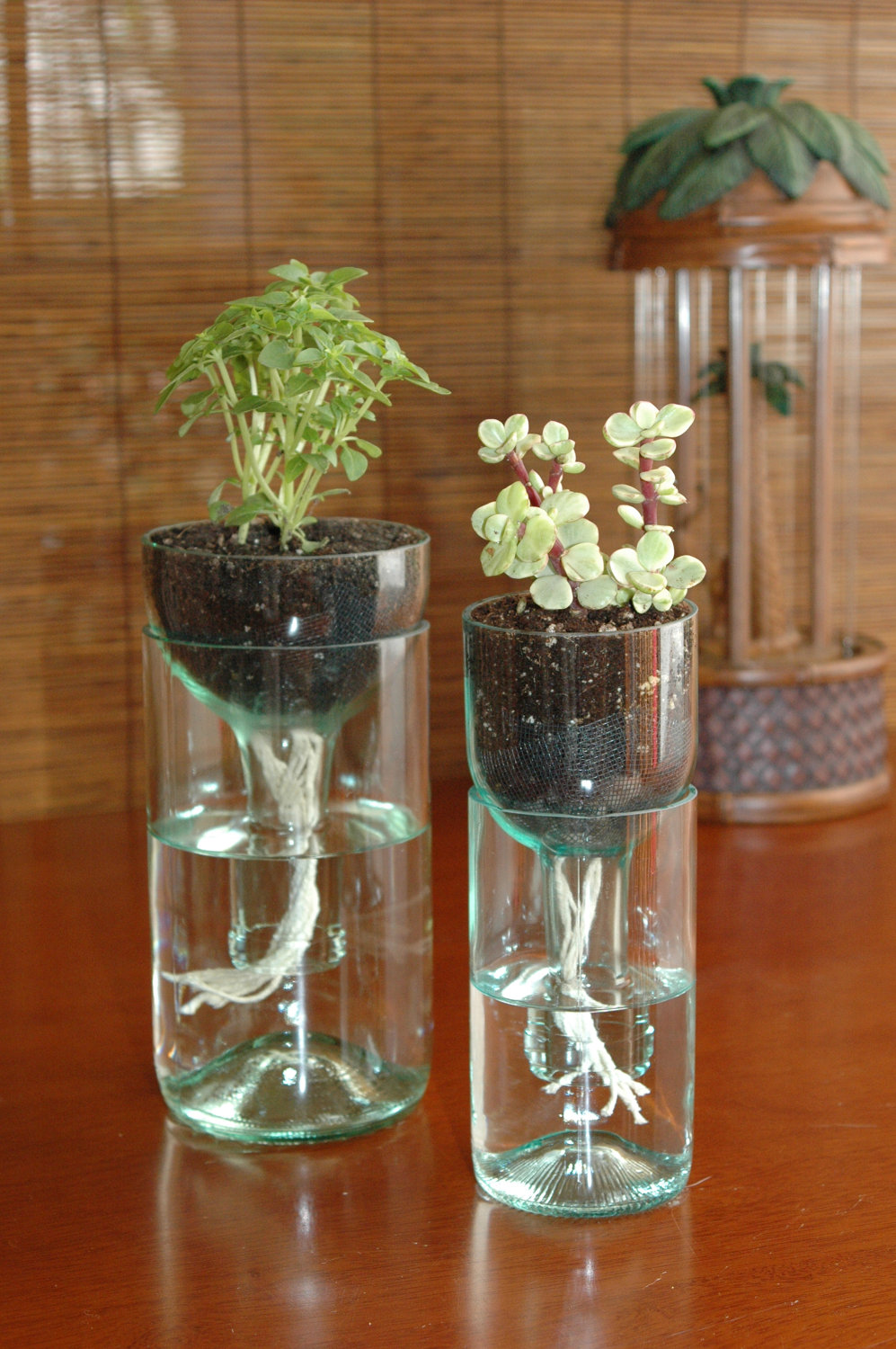 Plantas em vasos de vidro com autoirrigação sobre mesa de madeira