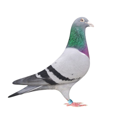 Pombo cinza com anilha azul na perna sobre fundo branco