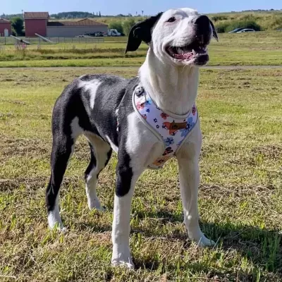 Arn&#x00EA;s&#x20;p&#x2F;&#x20;C&#x00E3;o&#x20;&#x7C;&#x20;Padr&#x00E3;o&#x20;Primavera