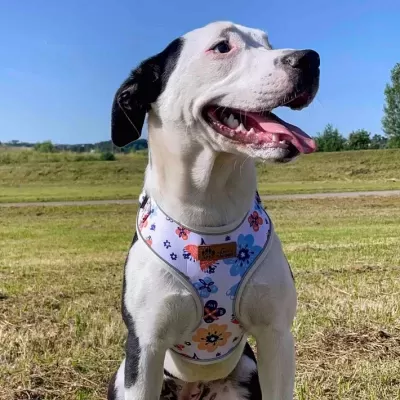 Arn&#x00EA;s&#x20;p&#x2F;&#x20;C&#x00E3;o&#x20;&#x7C;&#x20;Padr&#x00E3;o&#x20;Primavera