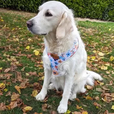 Arn&#x00EA;s&#x20;p&#x2F;&#x20;C&#x00E3;o&#x20;&#x7C;&#x20;Padr&#x00E3;o&#x20;Primavera