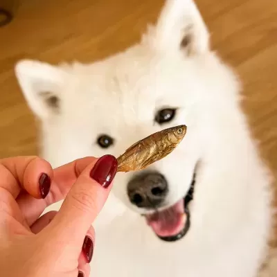 Peixinhos&#x20;Desidratados&#x20;p&#x2F;&#x20;C&#x00E3;o&#x20;e&#x20;Gato