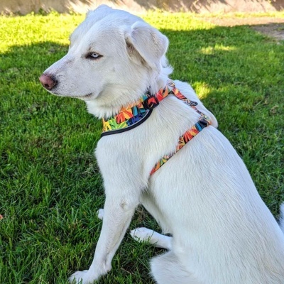 Arn&#x00EA;s&#x20;p&#x2F;&#x20;C&#x00E3;o&#x20;&#x7C;&#x20;Padr&#x00E3;o&#x20;Tropical
