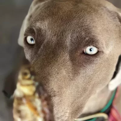 Peixinhos&#x20;Desidratados&#x20;p&#x2F;&#x20;C&#x00E3;o&#x20;e&#x20;Gato