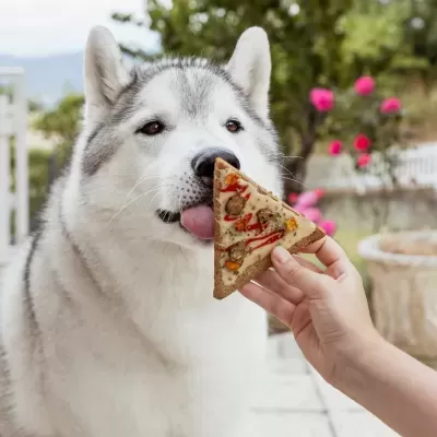 Pizza&#x20;p&#x2F;&#x20;C&#x00E3;o