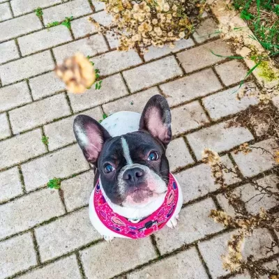 Beijinhos&#x20;de&#x20;Sardinha&#x20;e&#x20;Porco&#x20;p&#x2F;&#x20;C&#x00E3;o