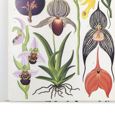 Botanicum