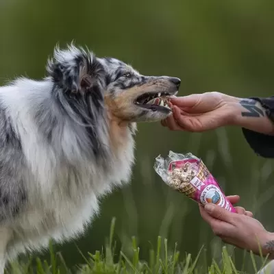 Beijinhos&#x20;de&#x20;Carne&#x20;p&#x2F;&#x20;C&#x00E3;o