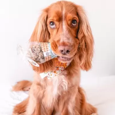 Beijinhos&#x20;de&#x20;Atum&#x20;e&#x20;Frango&#x20;p&#x2F;&#x20;C&#x00E3;o