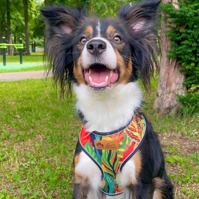 Arn&#x00EA;s&#x20;p&#x2F;&#x20;C&#x00E3;o&#x20;&#x7C;&#x20;Padr&#x00E3;o&#x20;Tropical