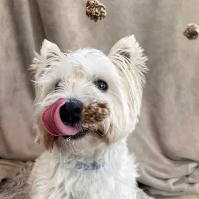 Beijinhos&#x20;de&#x20;Peru&#x20;p&#x2F;&#x20;C&#x00E3;o