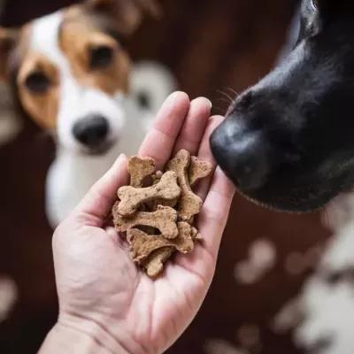 Biscoitos&#x20;de&#x20;Vaca&#x20;p&#x2F;&#x20;C&#x00E3;o