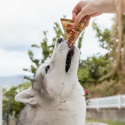 Pizza&#x20;p&#x2F;&#x20;C&#x00E3;o