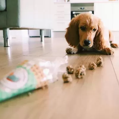 Beijinhos&#x20;de&#x20;Sardinha&#x20;e&#x20;Porco&#x20;p&#x2F;&#x20;C&#x00E3;o