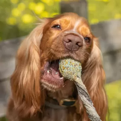 Lollipop&#x20;p&#x2F;&#x20;C&#x00E3;o
