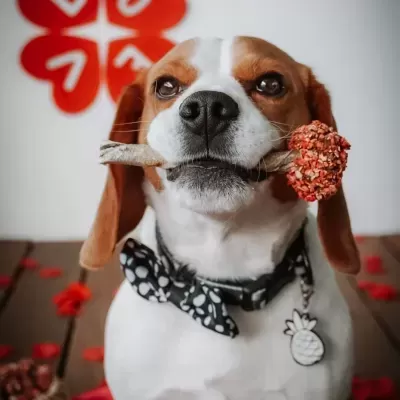 Lollipop&#x20;p&#x2F;&#x20;C&#x00E3;o