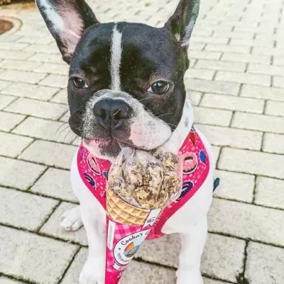 Beijinhos&#x20;de&#x20;Carne&#x20;p&#x2F;&#x20;C&#x00E3;o