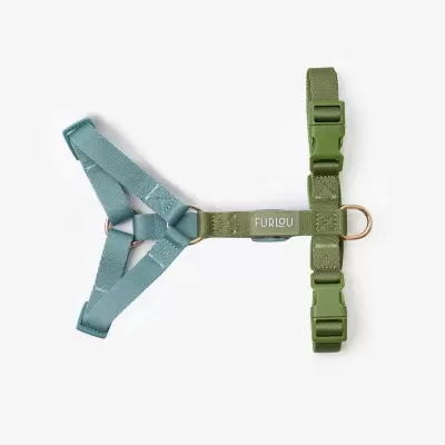 Arn&#x00EA;s&#x20;p&#x2F;&#x20;C&#x00E3;o&#x20;&#x7C;&#x20;Azul&#x20;&amp;&#x20;Verde