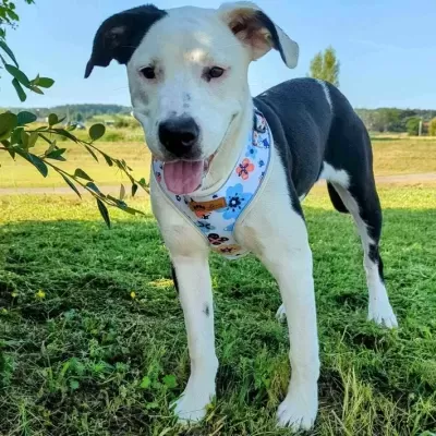 Arn&#x00EA;s&#x20;p&#x2F;&#x20;C&#x00E3;o&#x20;&#x7C;&#x20;Padr&#x00E3;o&#x20;Primavera