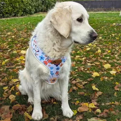 Arn&#x00EA;s&#x20;p&#x2F;&#x20;C&#x00E3;o&#x20;&#x7C;&#x20;Padr&#x00E3;o&#x20;Primavera
